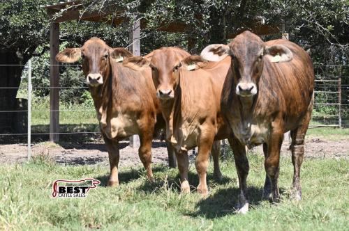 LOT  06 -F1 Brahman/Red Angus Heifers  - Pen of Three