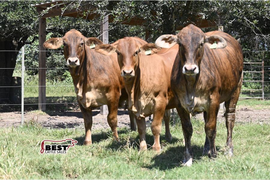 LOT  06 -F1 Brahman/Red Angus Heifers  - Pen of Three