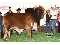 LOT  09 - DB SOUTHERN STYLE YOUNG GUNS - BIG BOY, SPOTIFY & NOVA