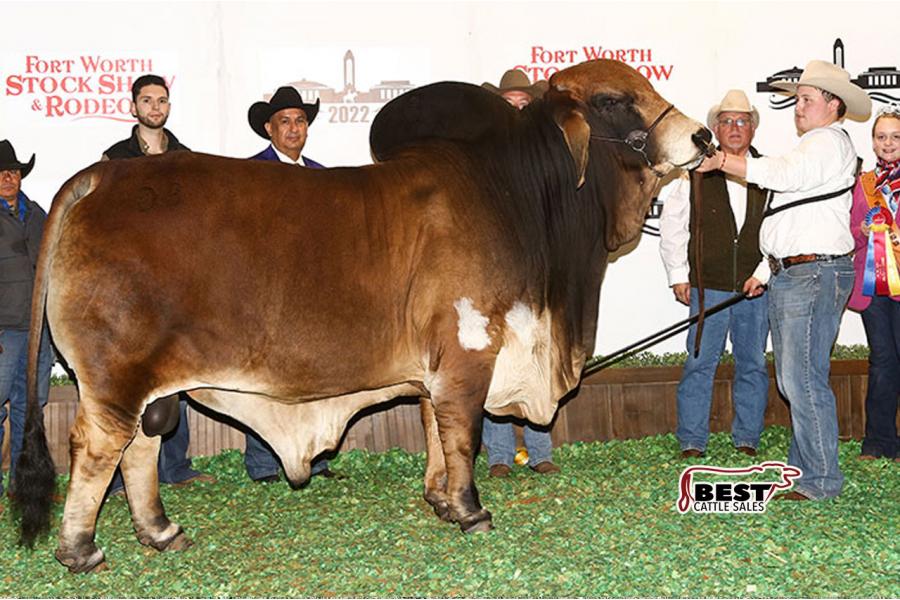 LOT  09 - DB SOUTHERN STYLE YOUNG GUNS - BIG BOY, SPOTIFY & NOVA