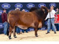 LOT  09 - DB SOUTHERN STYLE YOUNG GUNS - BIG BOY, SPOTIFY & NOVA