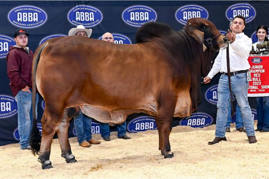 LOT  09 - DB SOUTHERN STYLE YOUNG GUNS - BIG BOY, SPOTIFY & NOVA