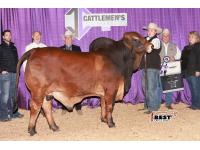 LOT  09 - DB SOUTHERN STYLE YOUNG GUNS - BIG BOY, SPOTIFY & NOVA