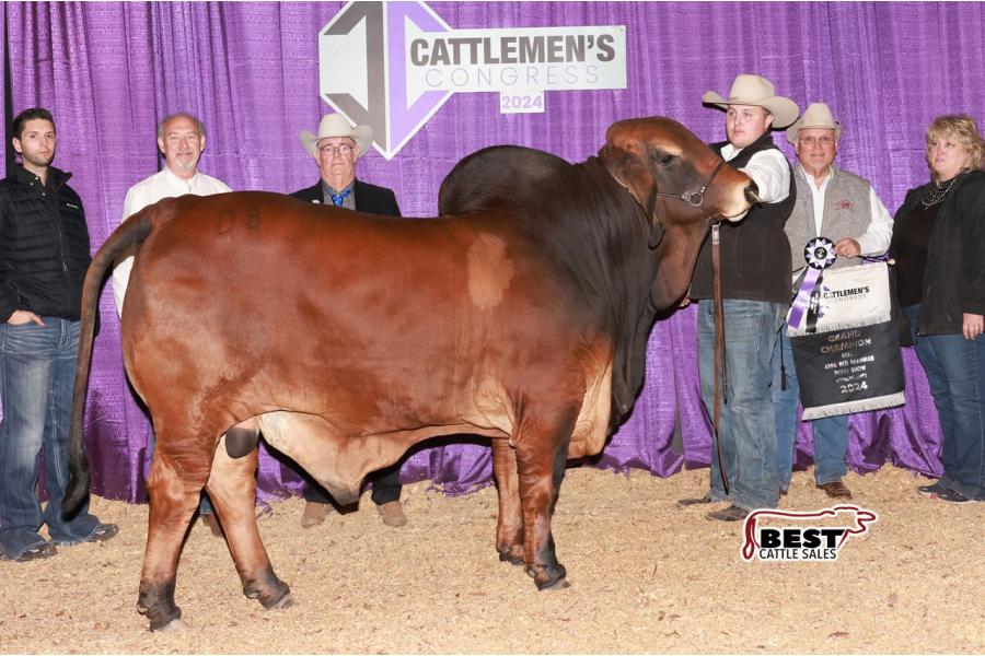 LOT  09 - DB SOUTHERN STYLE YOUNG GUNS - BIG BOY, SPOTIFY & NOVA