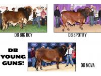 LOT  09 - DB SOUTHERN STYLE YOUNG GUNS - BIG BOY, SPOTIFY & NOVA