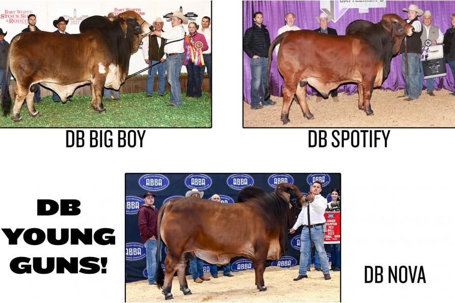 LOT  09 - DB SOUTHERN STYLE YOUNG GUNS - BIG BOY, SPOTIFY & NOVA