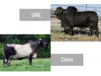 LOT 16 - MR +S POLLED NEGRO 626 x MS HORSEGATE 888 - FEMALE SEXED EMBRYO PACKAGE