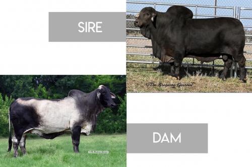 LOT 16 - MR +S POLLED NEGRO 626 x MS HORSEGATE 888 - CONVENTIONAL EMBRYO PACKAGE