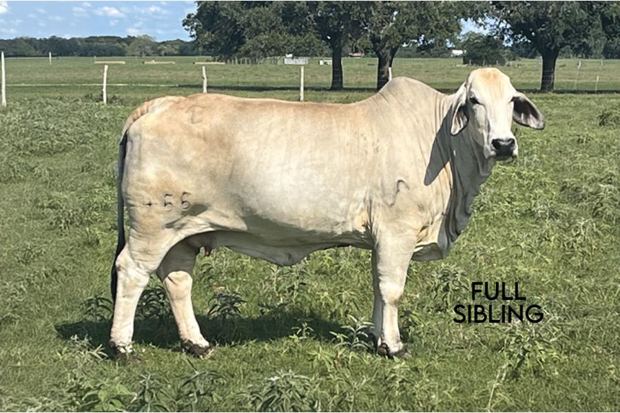 LOT 18 - +JDH MR MANSO 840 THE GRADUATE x JDH LADY MANSO 339 - CONVENTIONAL EMBRYO PACKAGE