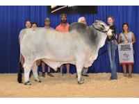 LOT 17 - AT MR EDDY MILES MANSO 645/7 - CONVENTIONAL SEMEN