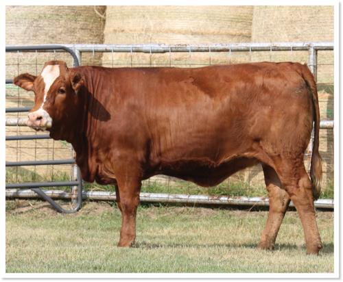 LOT 58 - 3LSR RED RIVER CATE