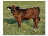 LOT 03 - KRP ANNABELLE