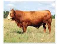 LOT 07 - RTOP SIR BLAZE 0413L