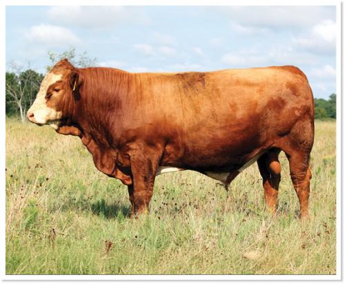 LOT 07 - RTOP SIR BLAZE 0413L