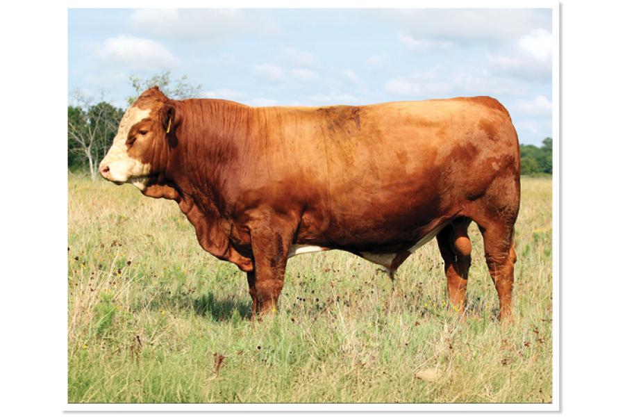 LOT 07 - RTOP SIR BLAZE 0413L