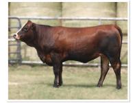 LOT 08 - RWM SOPHIA 503L