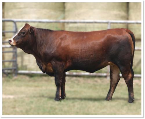 LOT 08 - RWM SOPHIA 503L