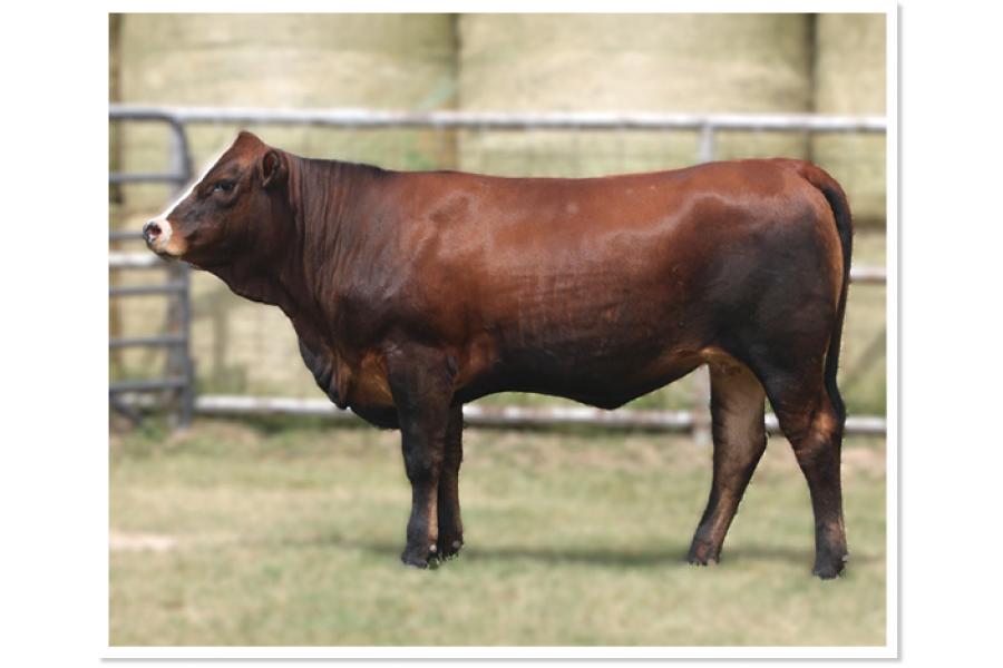 LOT 08 - RWM SOPHIA 503L