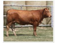 LOT 09 - RWM PEACHES 504L