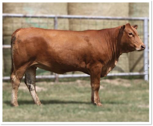 LOT 09 - RWM PEACHES 504L