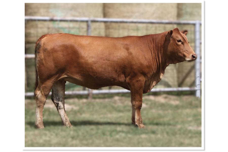 LOT 09 - RWM PEACHES 504L