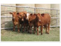 LOT 11 - PEN OF FOUR (4) OPEN HEIFERS