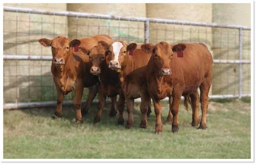 LOT 11 - PEN OF FOUR (4) OPEN HEIFERS