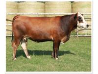 LOT 15 - PRR KAYLANI 16K