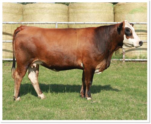 LOT 15 - PRR KAYLANI 16K