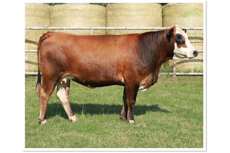 LOT 15 - PRR KAYLANI 16K