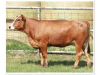 LOT 27 - PRR DIVA 412K