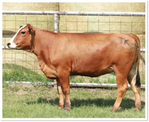 LOT 27 - PRR DIVA 412K