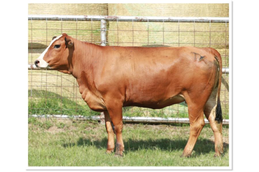 LOT 27 - PRR DIVA 412K