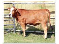 LOT 29 - RR LEONA 7L