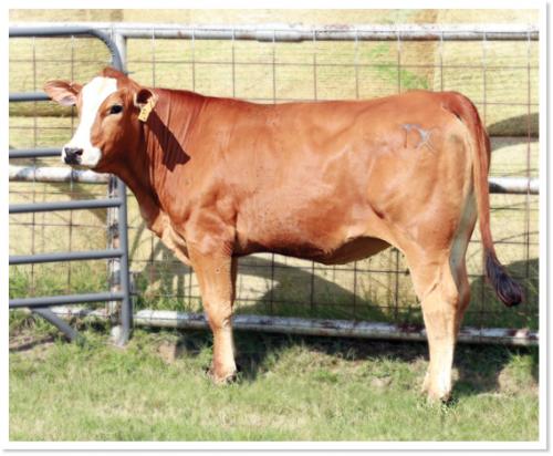 LOT 29 - RR LEONA 7L