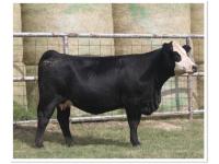 LOT 35 - 4B HERSHEY`S CHOCOLATE 9K