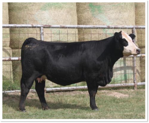 LOT 35 - 4B HERSHEY`S CHOCOLATE 9K