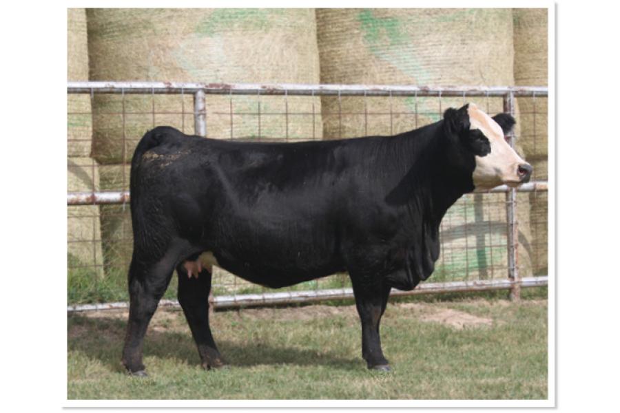 LOT 35 - 4B HERSHEY`S CHOCOLATE 9K