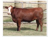 LOT 36 - 4B CIMARRON 0142K