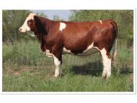 LOT 39 - SOT LADY HENDRIX K304E