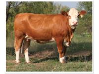 LOT 41 - SOT WINSOME ADONIS K307E