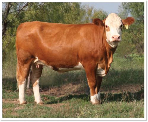 LOT 41 - SOT WINSOME ADONIS K307E