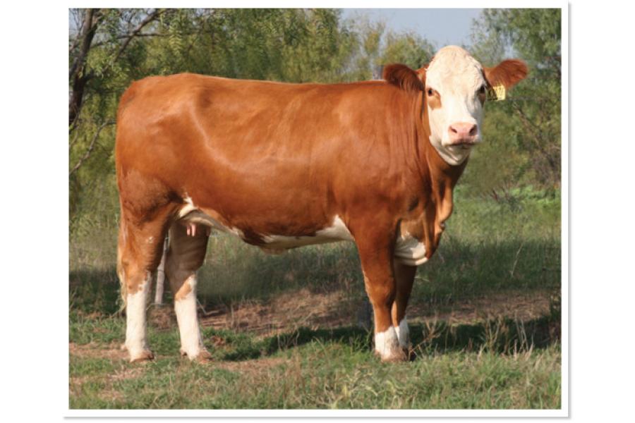 LOT 41 - SOT WINSOME ADONIS K307E