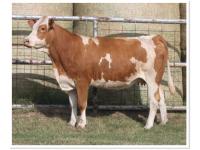 LOT 45 - RTOP MS PETUNIA 0323K