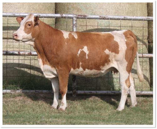 LOT 45 - RTOP MS PETUNIA 0323K