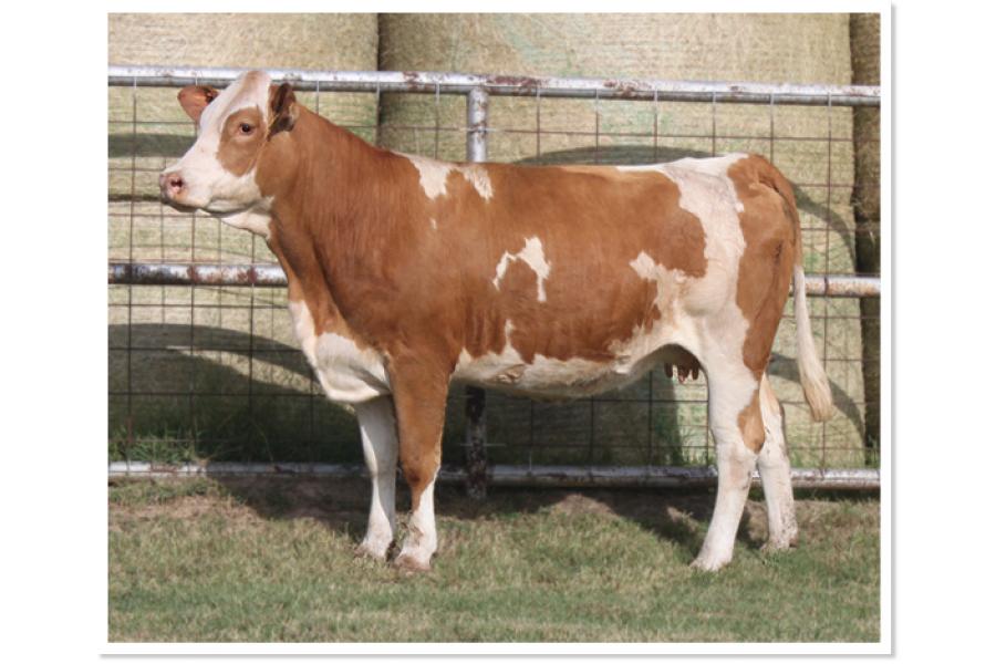 LOT 45 - RTOP MS PETUNIA 0323K