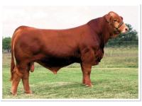 LOT 50 - LN LMC 12TH MAN Y238 - TWO (2) STRAWS OF SEMEN