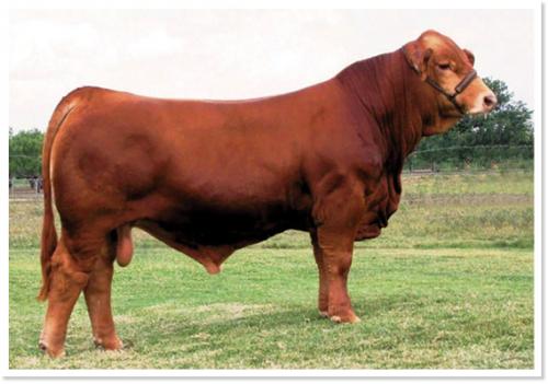 LOT 50 - LN LMC 12TH MAN Y238 - TWO (2) STRAWS OF SEMEN