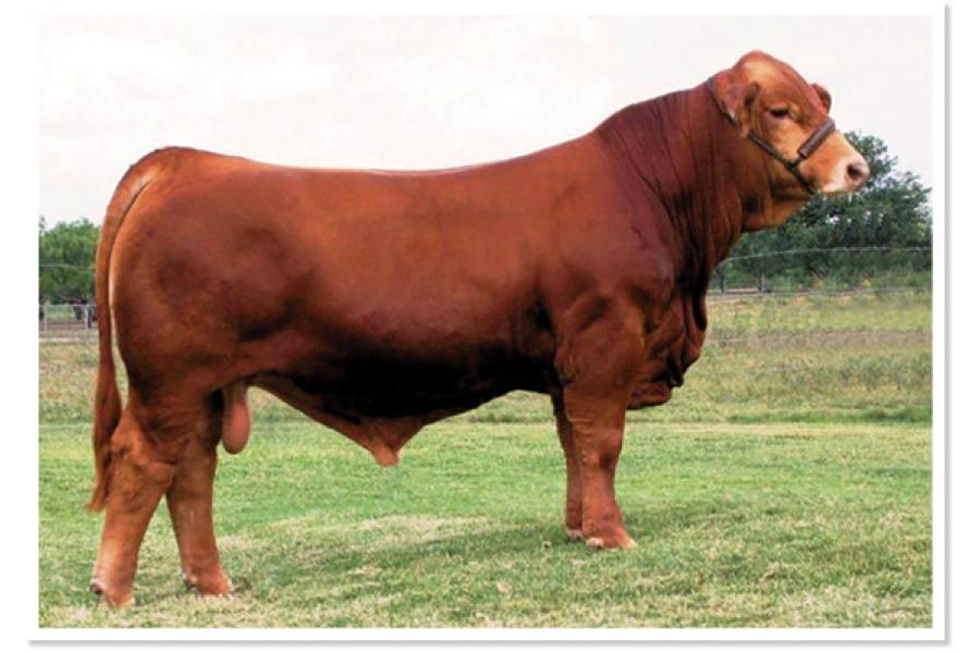 LOT 50 - LN LMC 12TH MAN Y238 - TWO (2) STRAWS OF SEMEN