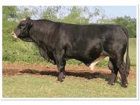 LOT 51 - LMC ICON 3D/82 - FIVE (5) STRAWS OF SEMEN